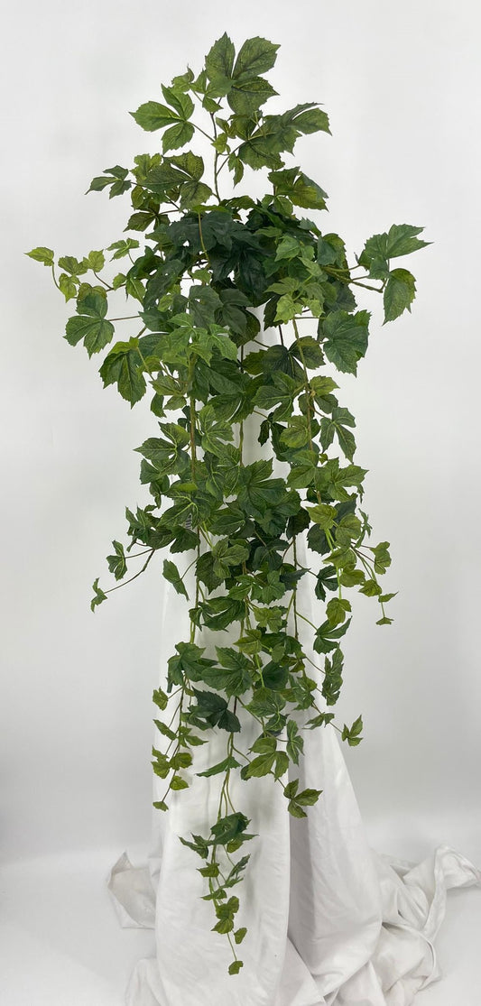 BG10656 MAPLE IVY HANGING BUSH 50"