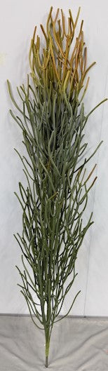BG10705 PENCIL CACTUS PLANT (UV),4'
