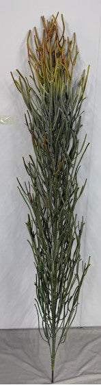 BG10706 PENCIL CACTUS PLANTS (NO POT) 5'