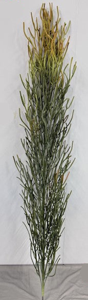 BG10707 PENCIL CACTUS PLANTS (NO POT),6'