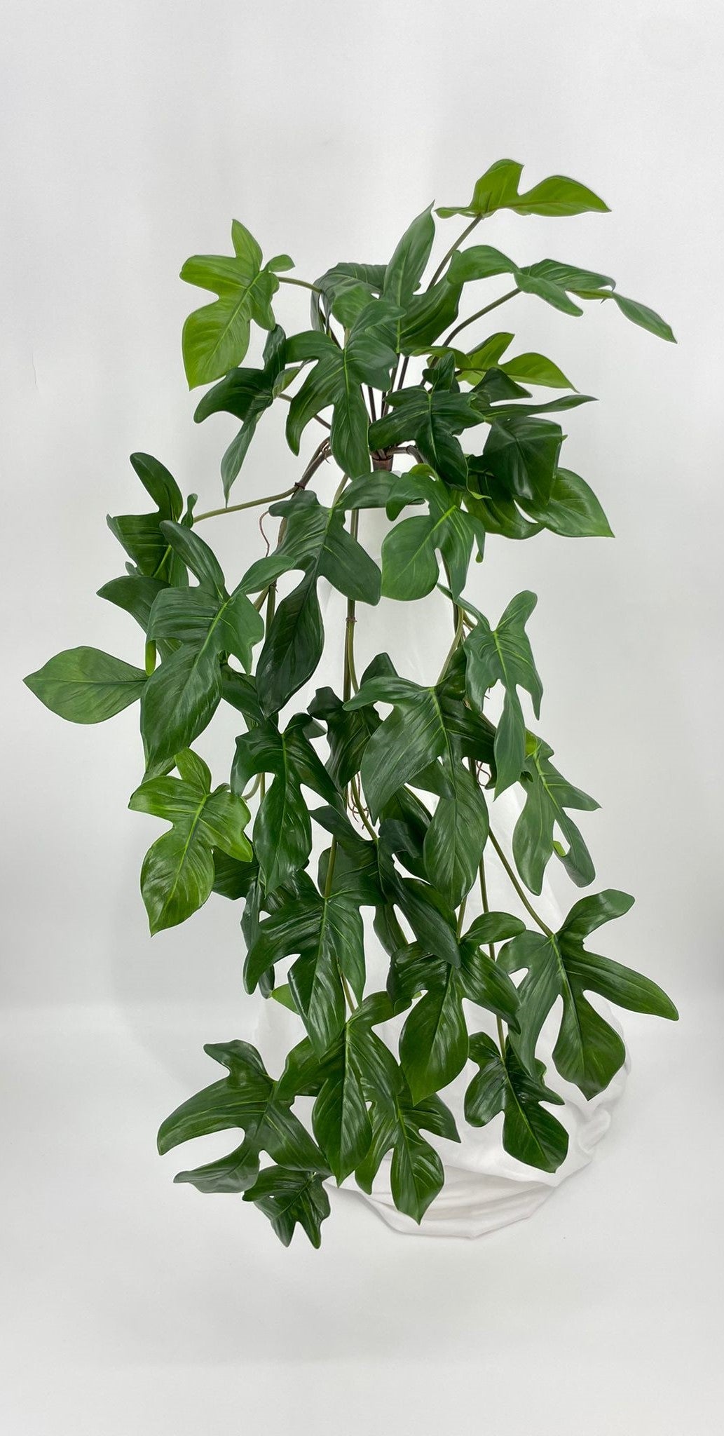 BG10773 PHILODENDRON HANGING BUSH  40"