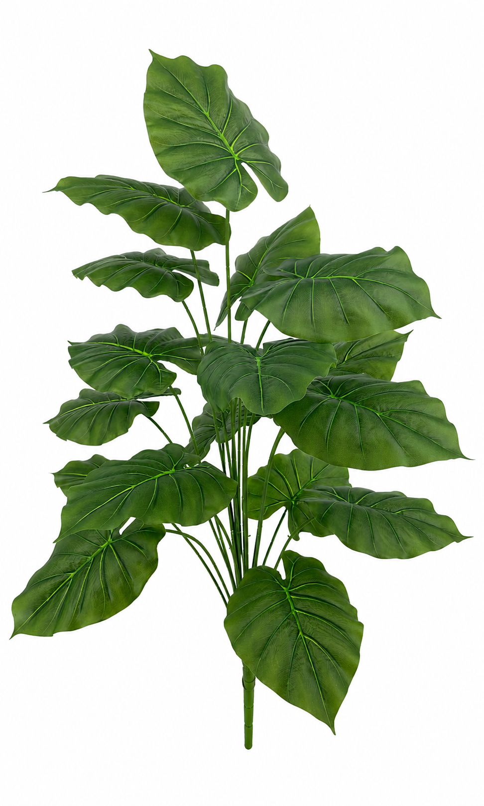 BG10791 CALADIUM BUSH,39.5"