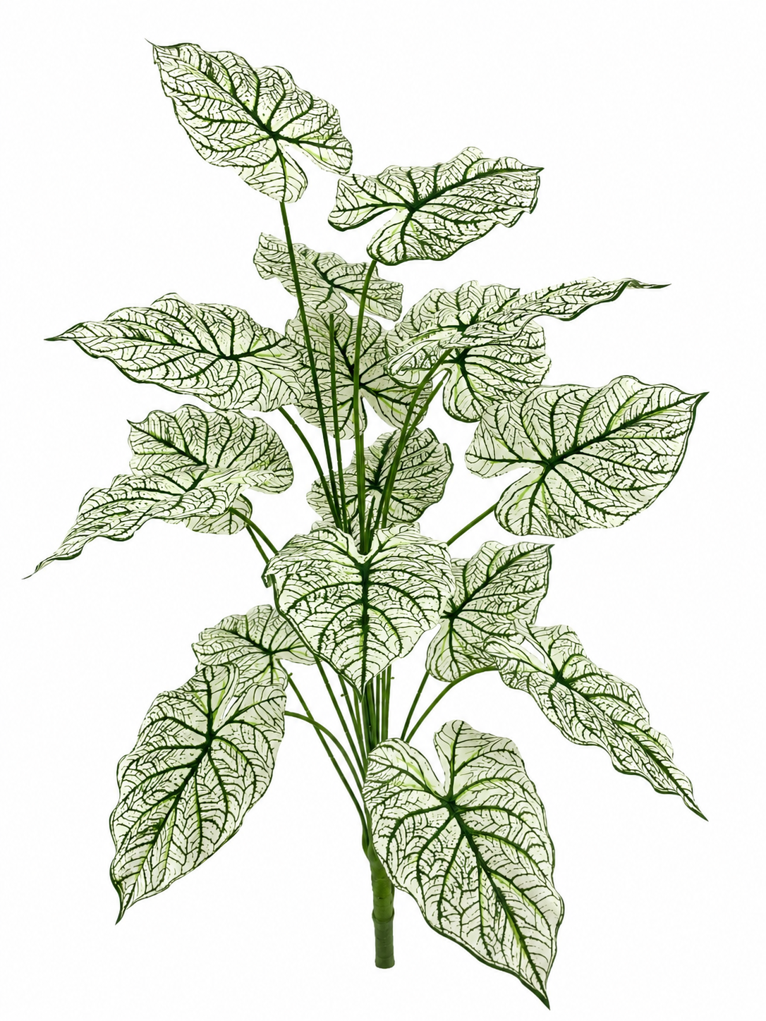 BG10791 CALADIUM BUSH,39.5"