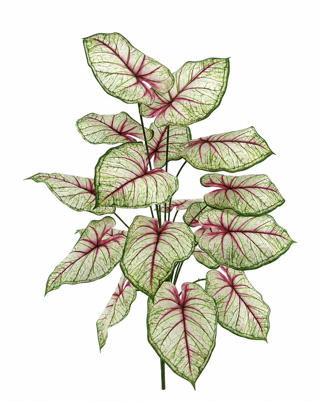BG10791 CALADIUM BUSH,39.5"