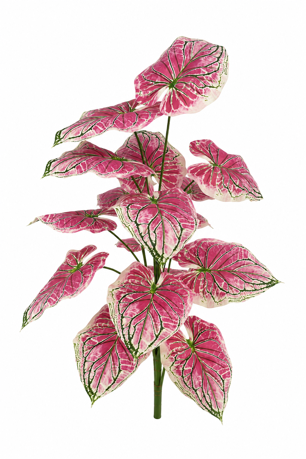 BG10791 CALADIUM BUSH,39.5"