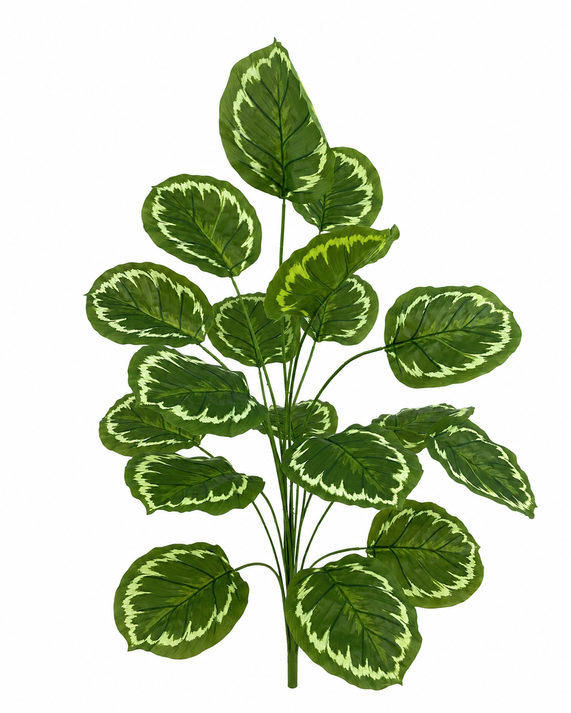 BG10793 CALATHEA BUSH,39.5"