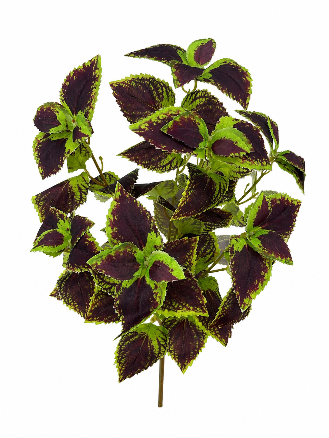 BG10794 COLEUS BUSH,18"