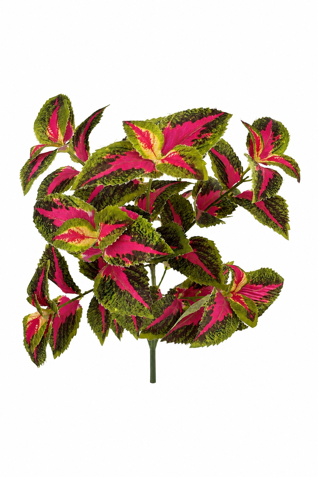 BG10794 COLEUS BUSH,18"