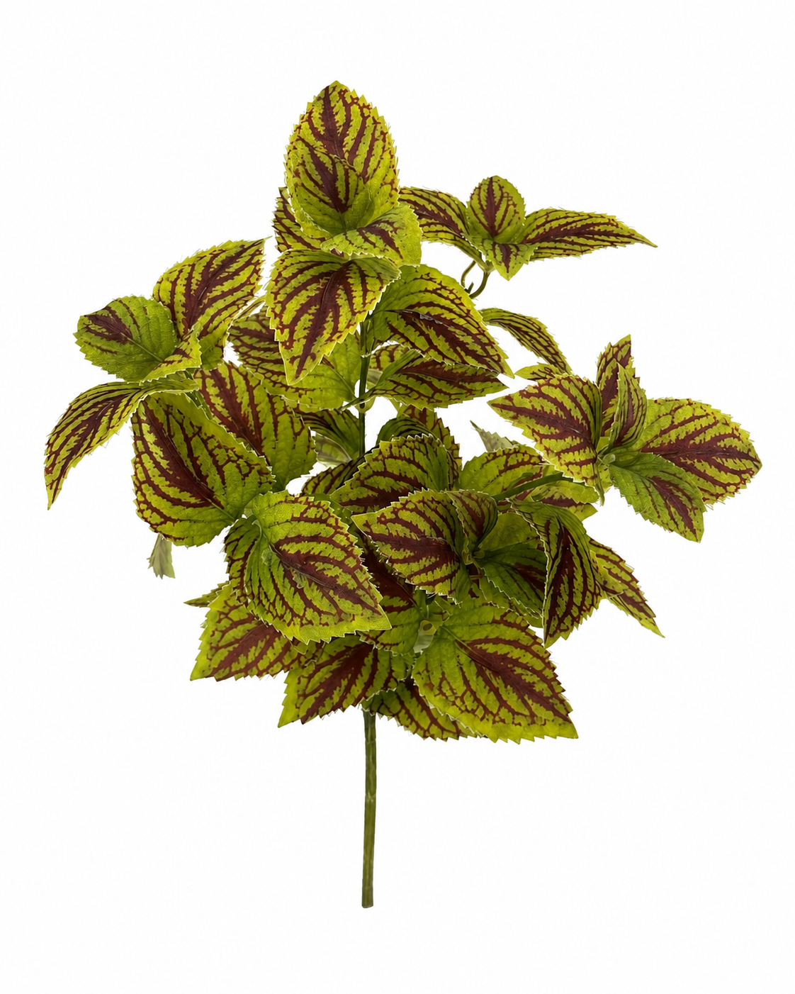 BG10794 COLEUS BUSH,18"