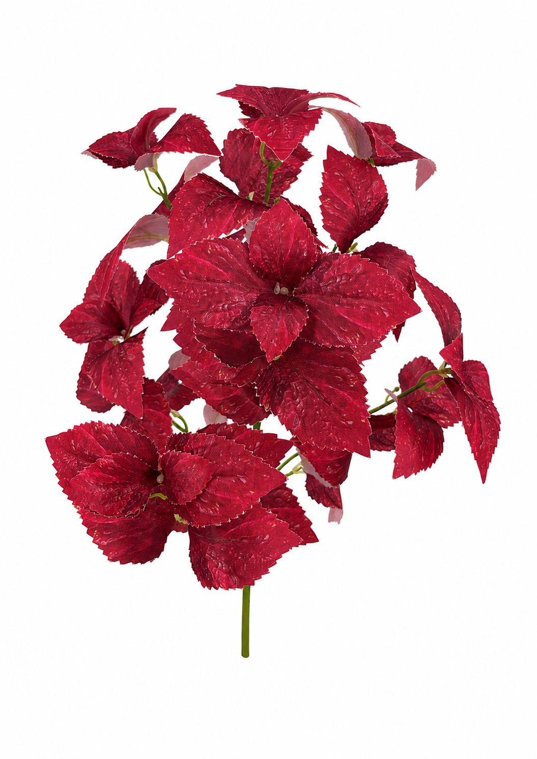 BG10794 COLEUS BUSH,18"