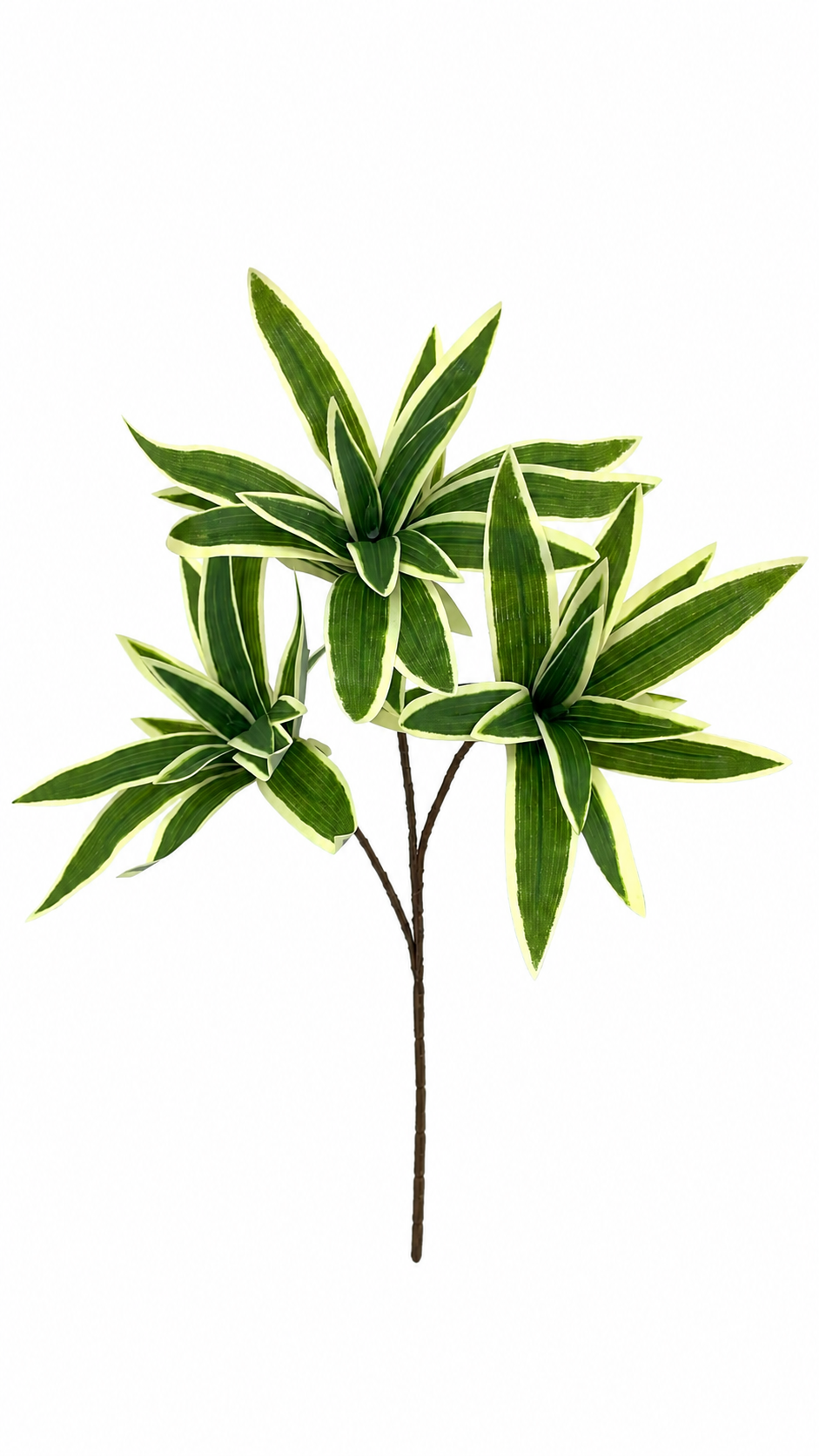 BG10795 DRACAENA BUSHx3,16"