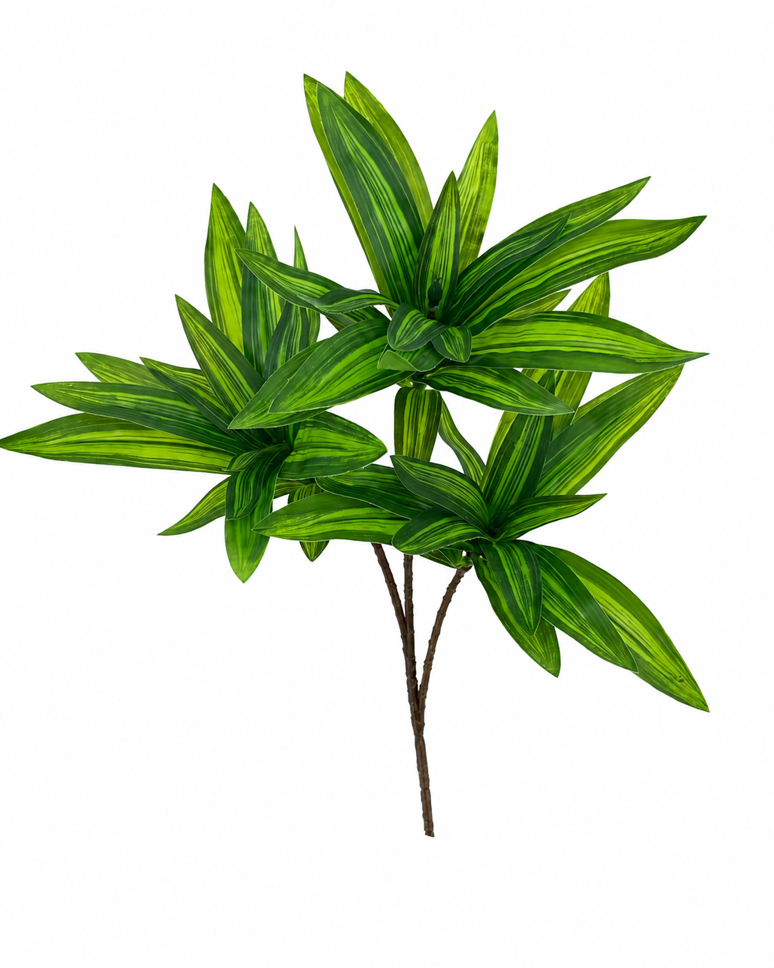 BG10795 DRACAENA BUSHx3,16"