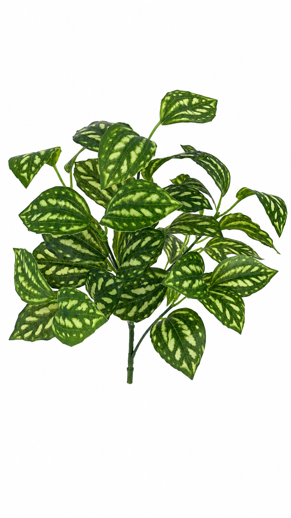BG10796 PILEA BUSH,12.5"