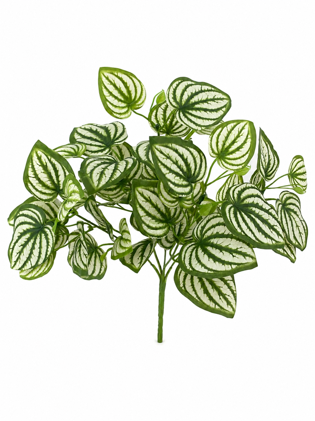 BG10797 PHILO BUSH,16"