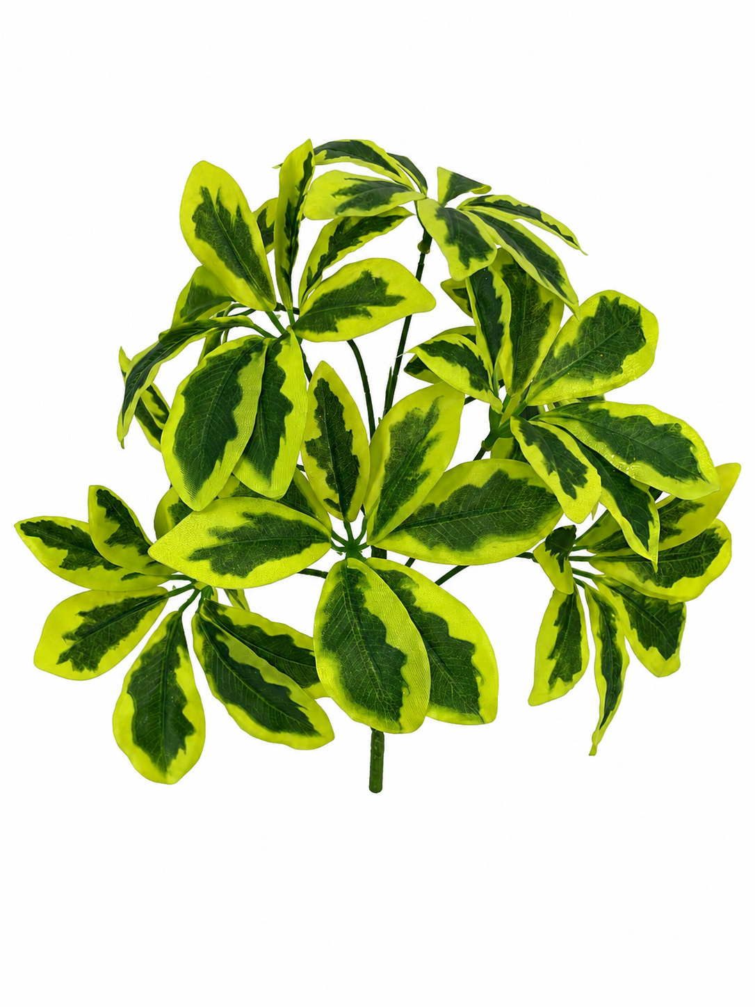 BG10798 SCHEFFLERA BUSH,12"