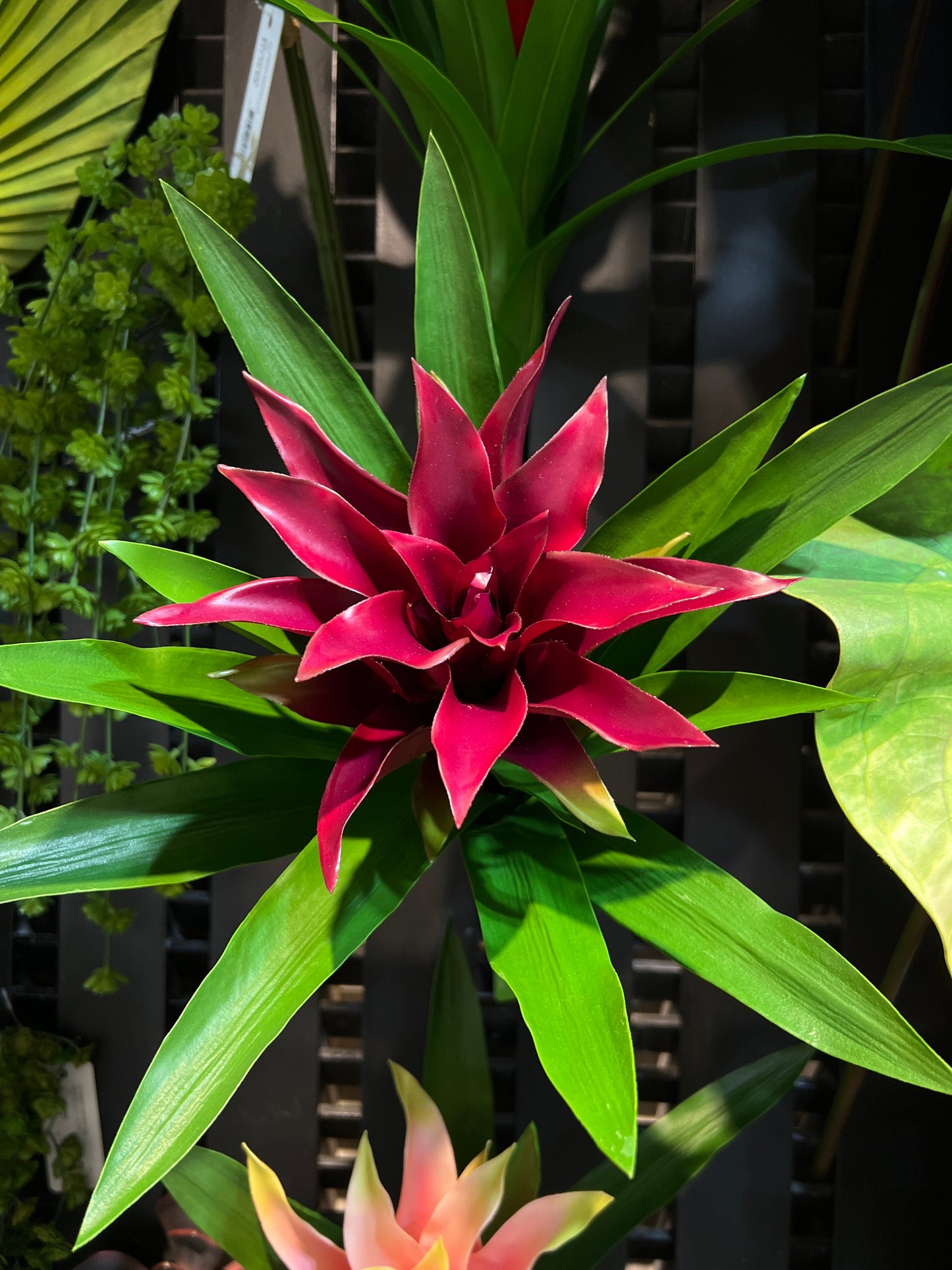 FL13365 BROMELIAD PLANT,20in-12/24P