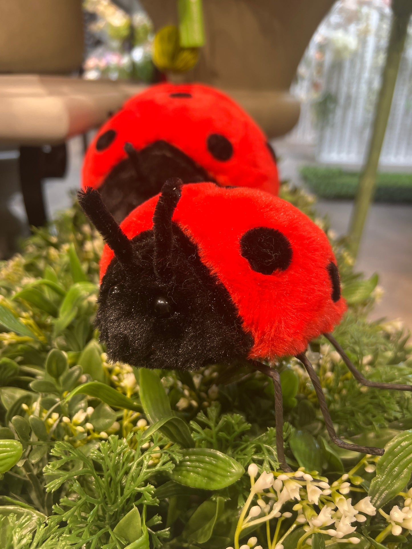 AC10526 LADYBUG D6in