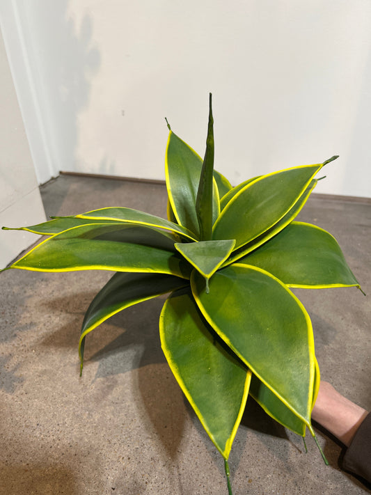 PM10382 AGAVE BUSH,15in-12/60P