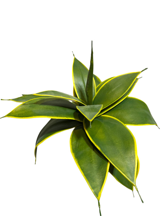 PM10382 AGAVE BUSH,15in-12/60P