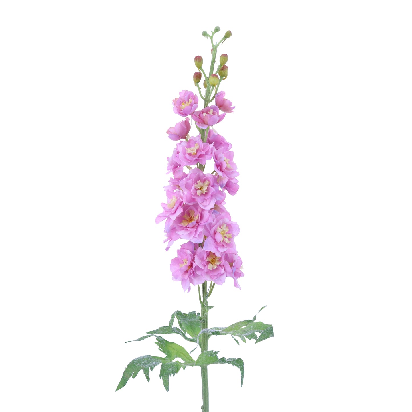 FL10813 DELPHINIUM,40in-12P/36/5.79'