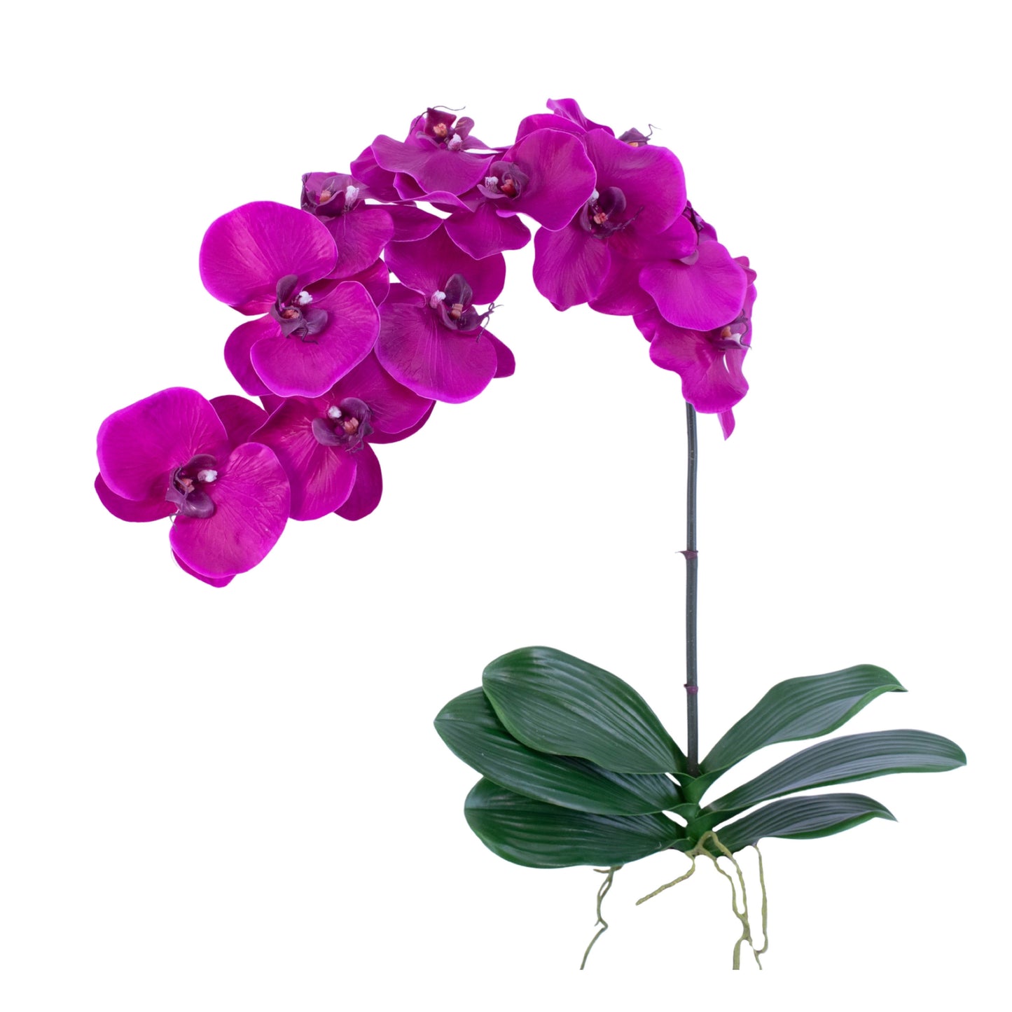 FL10832 PHALAENOPSIS PLANT,39in-12P/36/7'