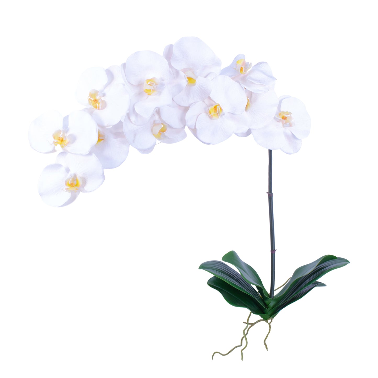 FL10832 PHALAENOPSIS PLANT,39in-12P/36/7'