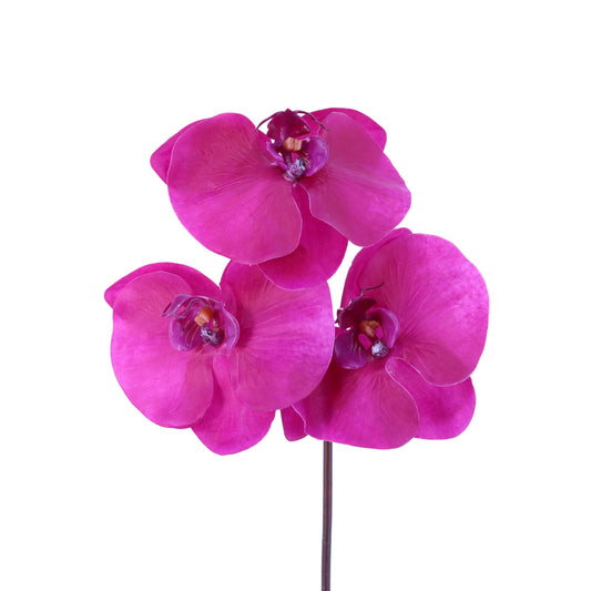 FL10833 PHALAENOPSIS PICK,15in-12P/192/6.1'