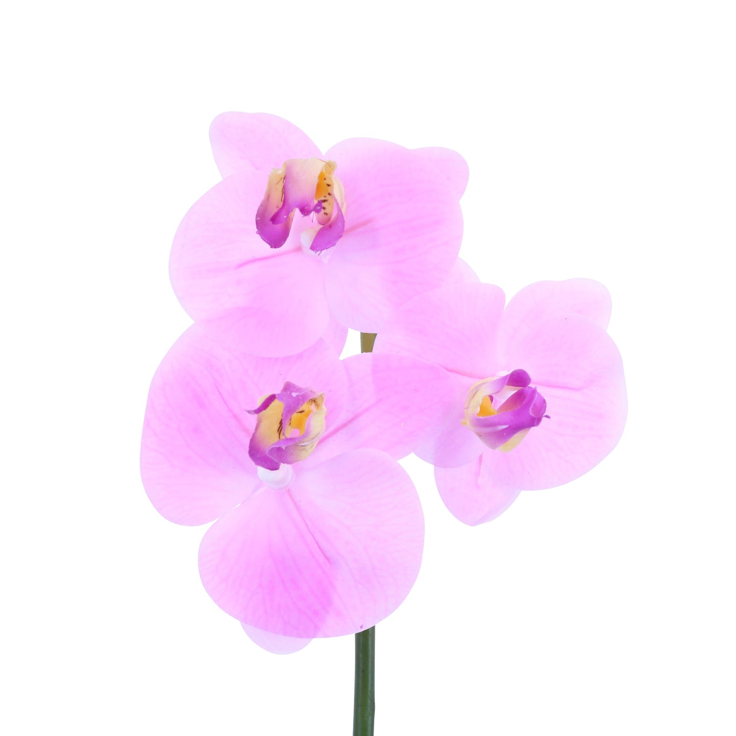 FL10843 PHALAENOPSIS PICKx3F,12in-12P/192