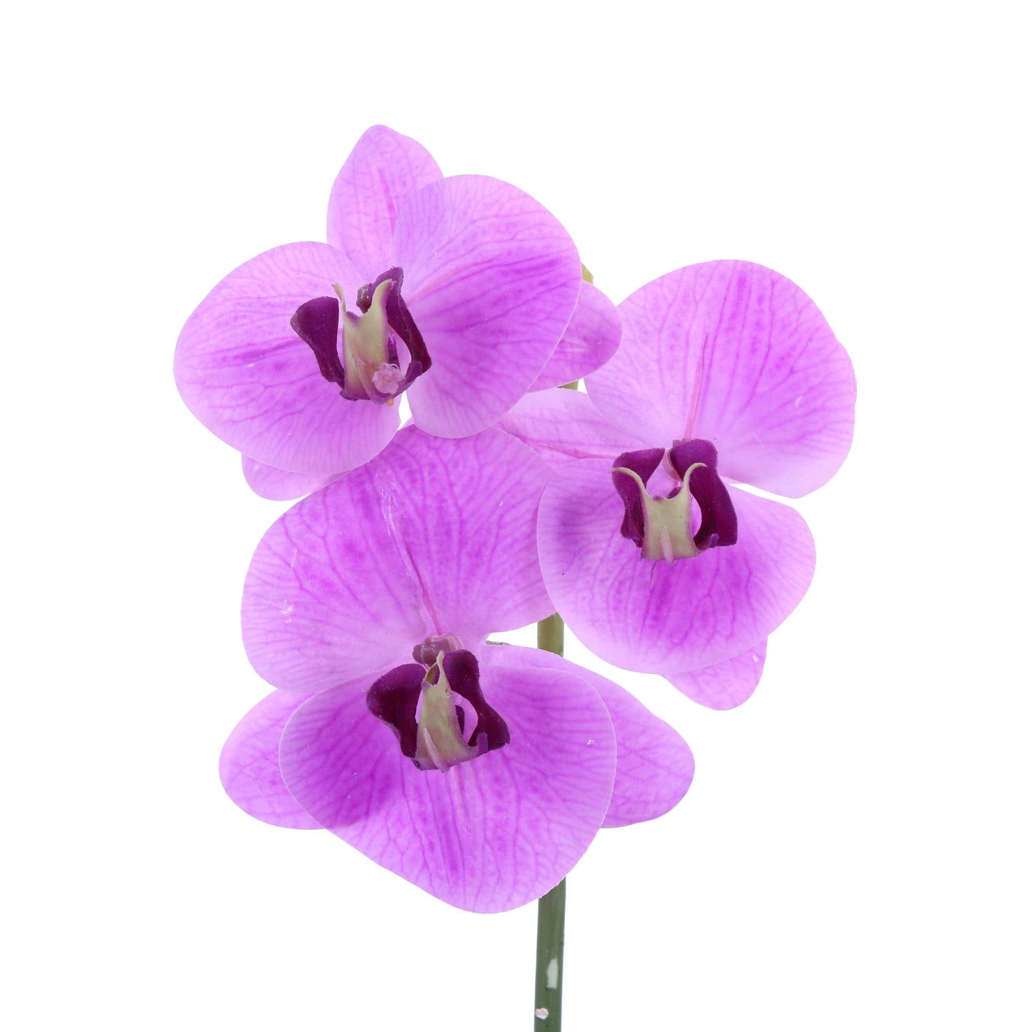 FL10843 PHALAENOPSIS PICKx3F,12in-12P/192