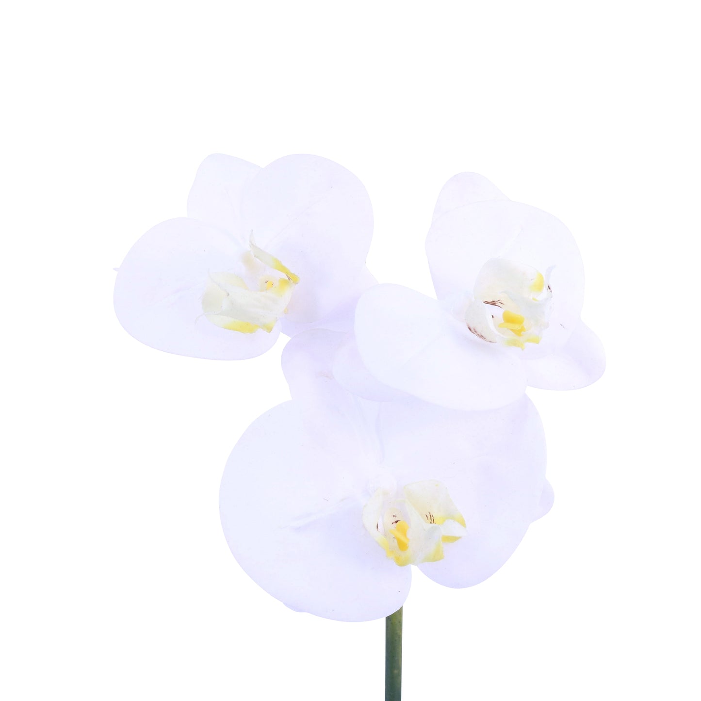 FL10843 PHALAENOPSIS PICKx3F,12in-12P/192