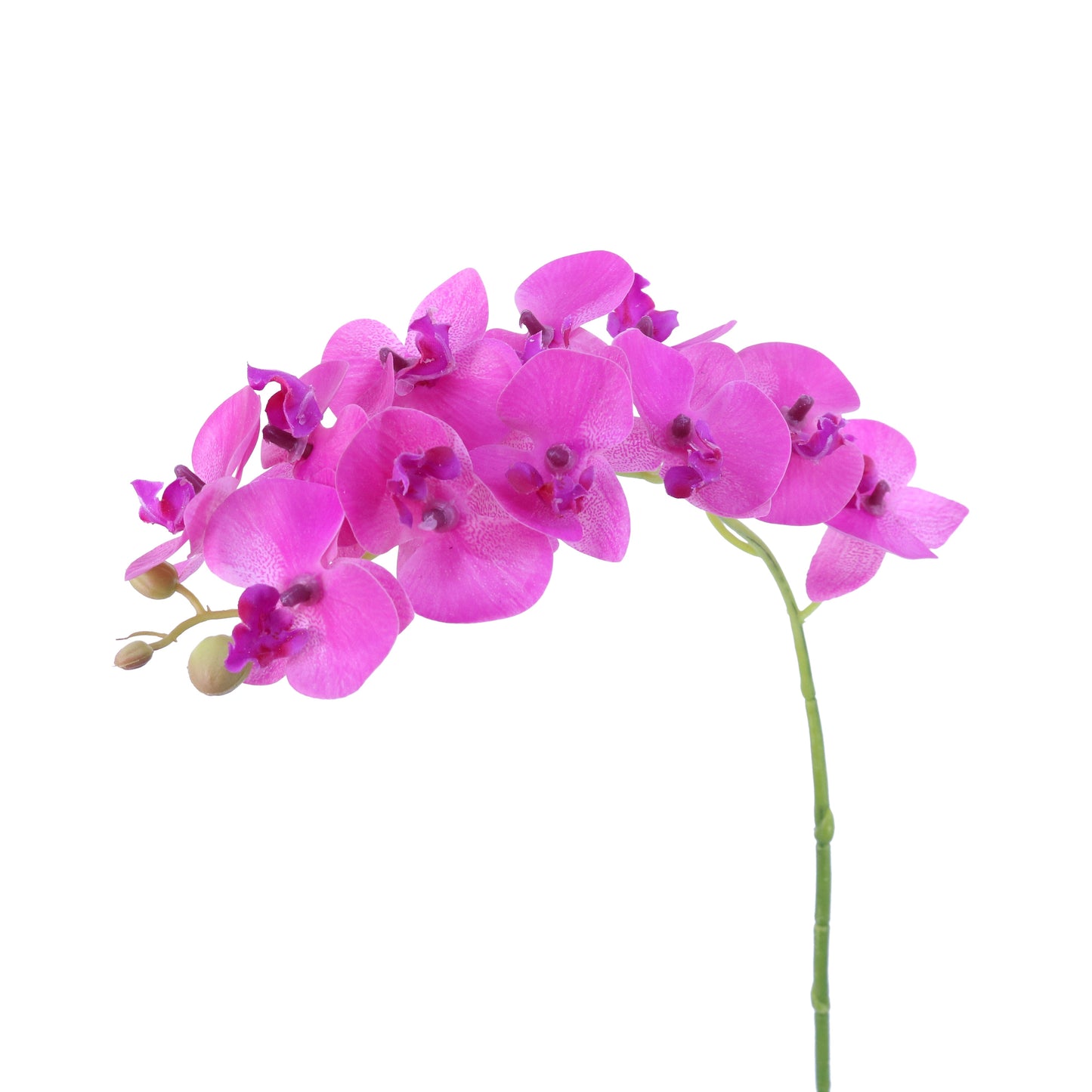 FL10844 MINI PHALAENOPSIS SPx12F,13in-24P