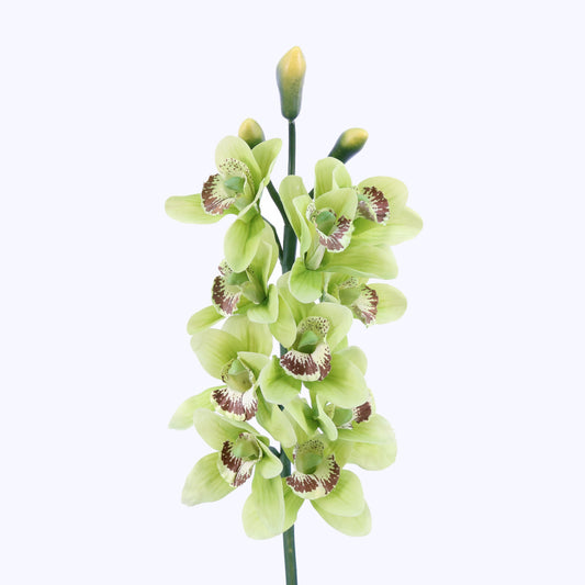 FL10972 CYMBIDIUM SPRAY,32in-12P/72/11.3'