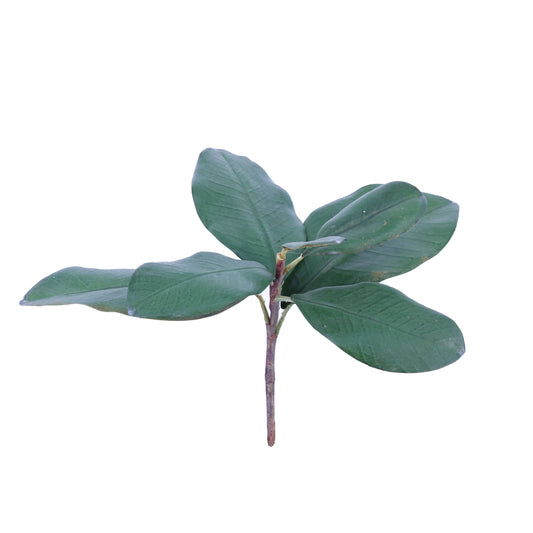 FL11096 MAGNOLIA LEAF PICK,15in-24P/144/5.5