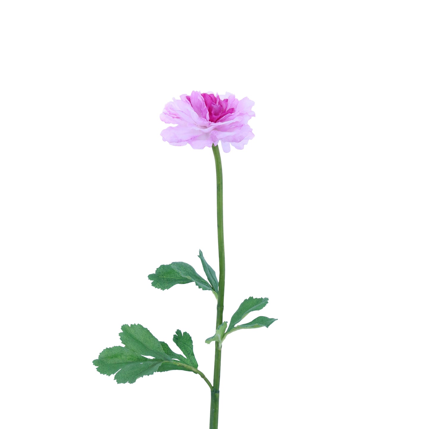 FL11103 RANUNCULUS,24in-12P/144/5.12'