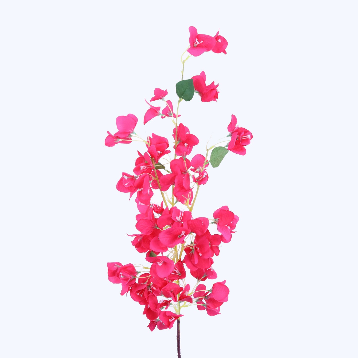 FL11172 BOUGAINVILLEA SP,48in-48P/144/9.75'