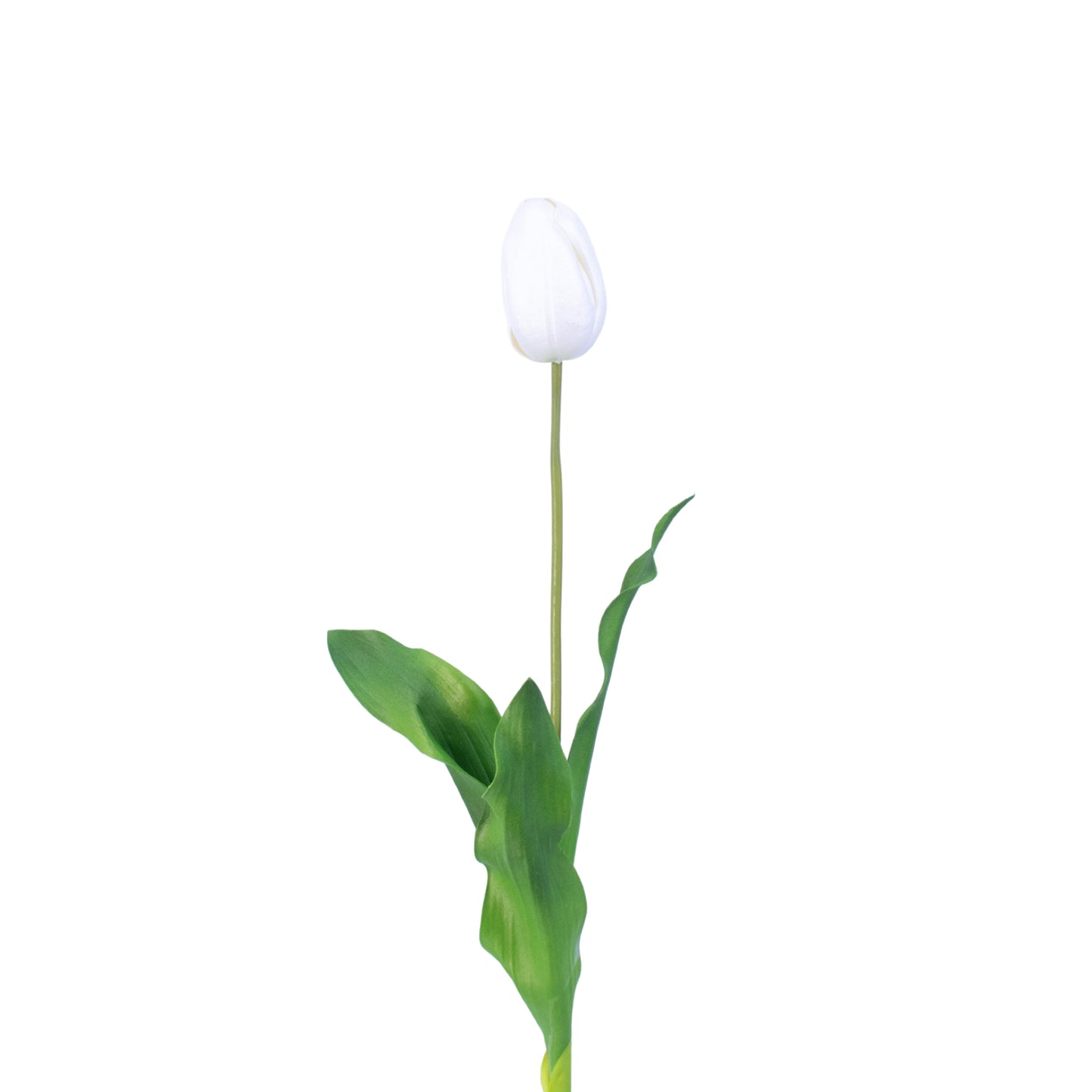 FL11221 TULIP,25in-12P/120/6.29'