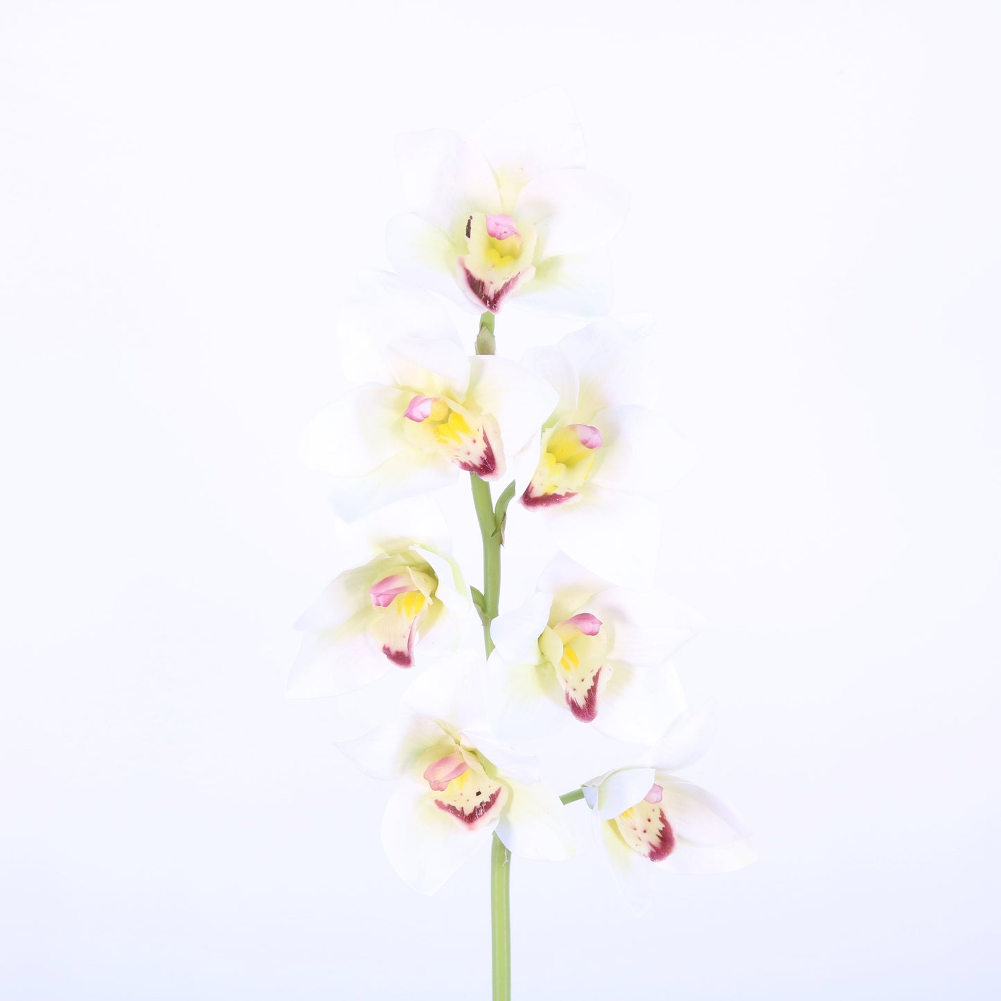 FL11230 CYMBIDIUM SPRAYx7F,27in-12P/60/6.18