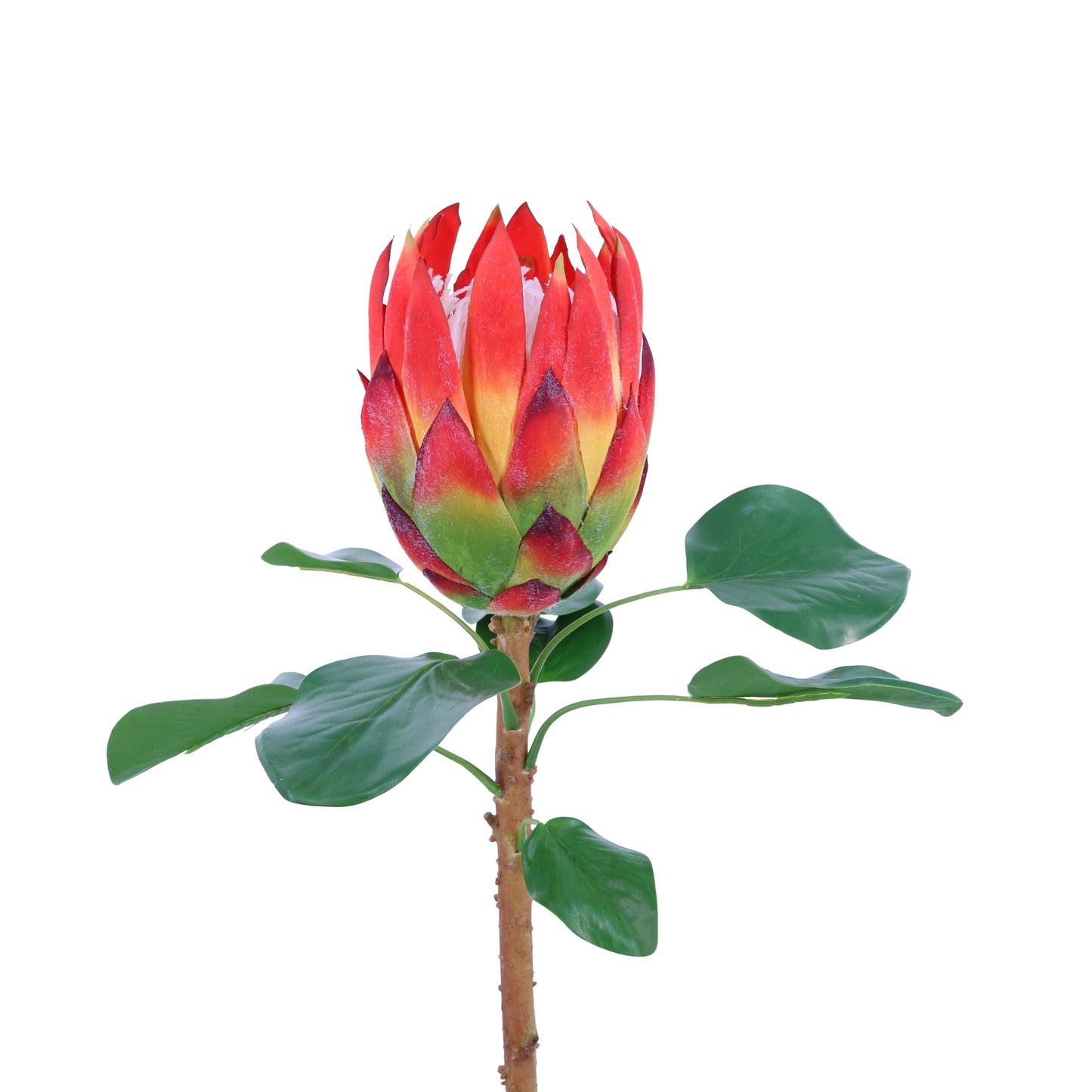 FL11233 KING PROTEA SPRAY,26in-12P/72/7.03'