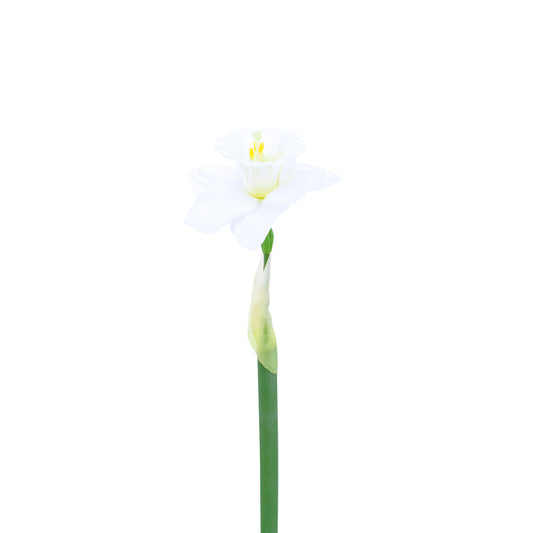 FL11255 NARCISSUS,21.5in-24P/240/3.25'