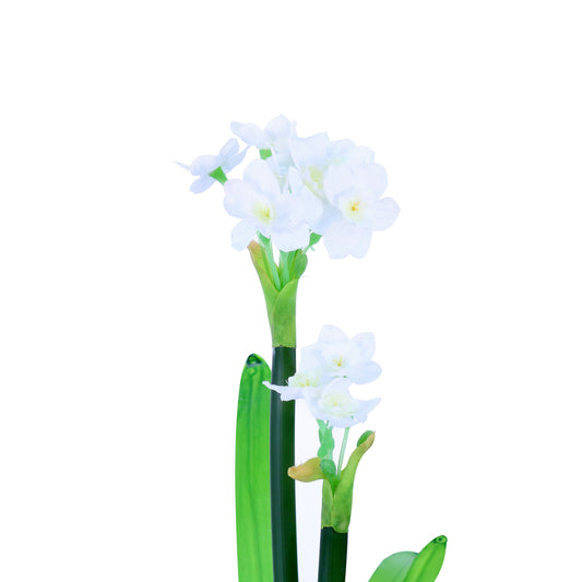 FL11256 NARCISSUS BHx2,17.5in-24P/240/4.08'