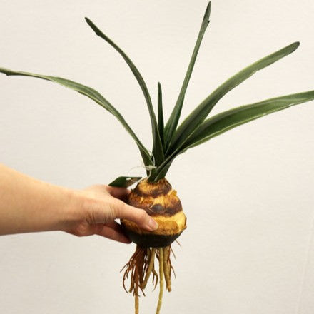 FL11257 AMARYLLIS LVS w/BUD,14in-12P/96