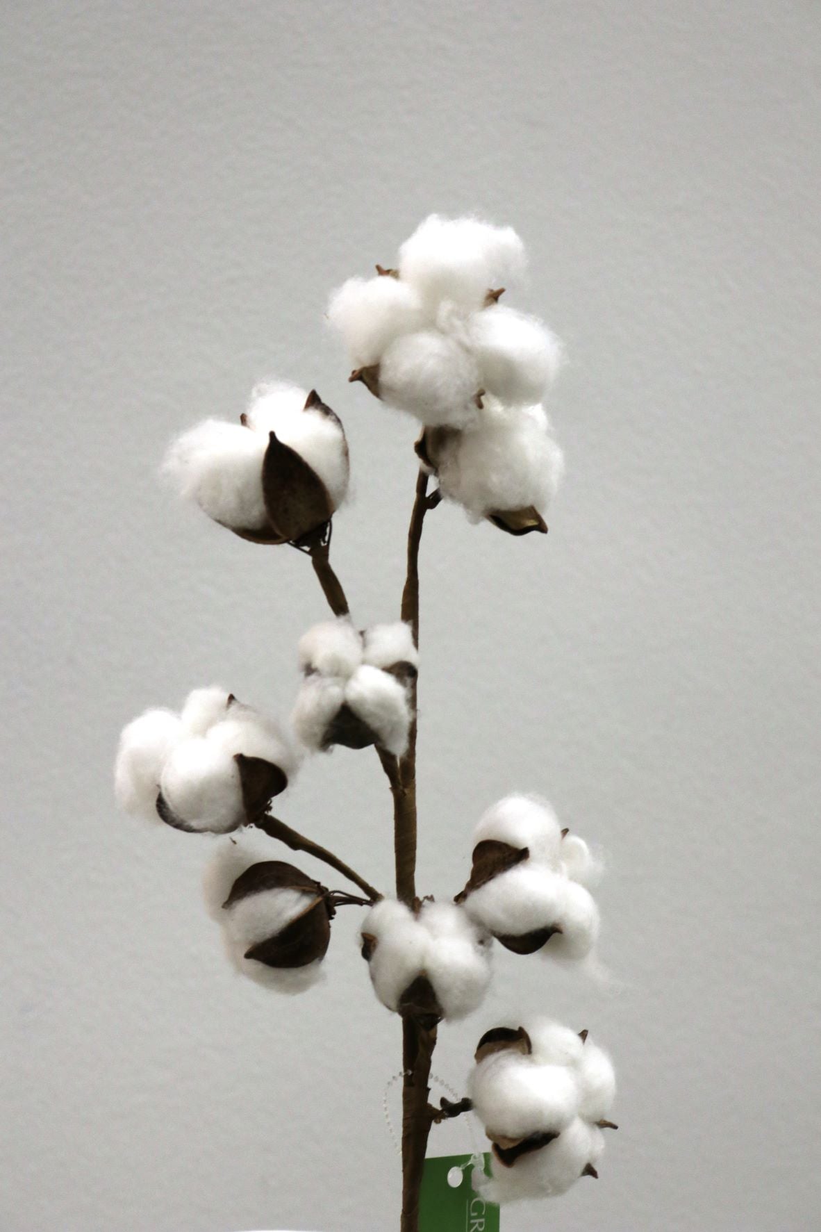 FL11271 COTTON SPx9 BUDS,20in-12P/120/5.05'