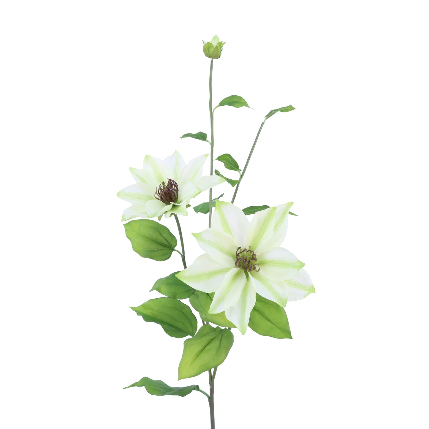 FL11406 CLEMATIS SPRAYx2F1B(NAT),34in-12P