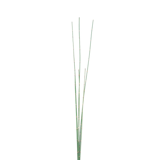 FL11412 WATER HYACINTH BUNDLEx6,55in-12BN