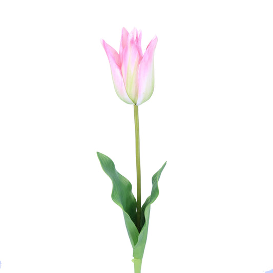 FL11417 STAR TULIP,25in-12P/120/6.16'