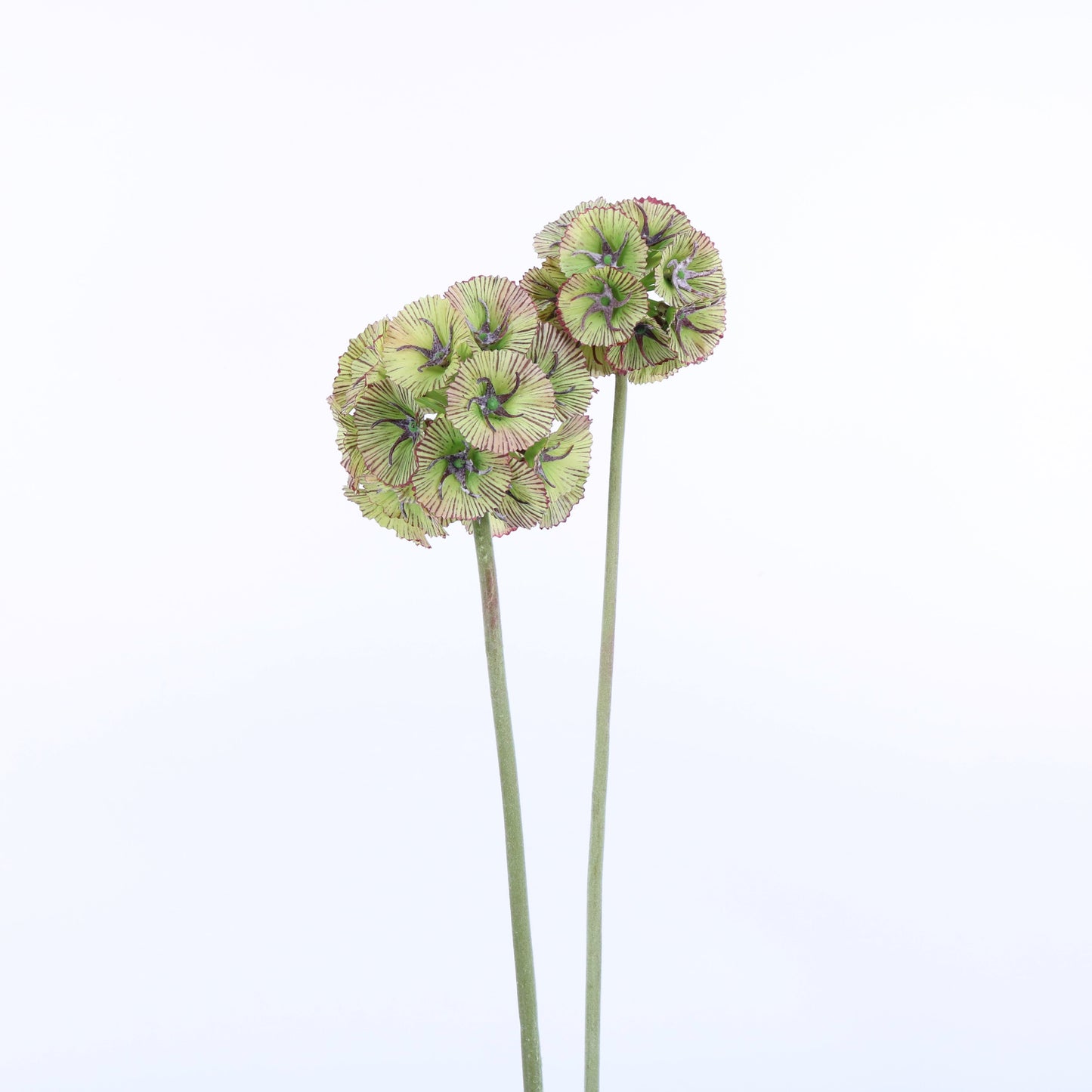 FL11429 ALLIUM BUNDLEx2,31in-12BN/96/7.44'