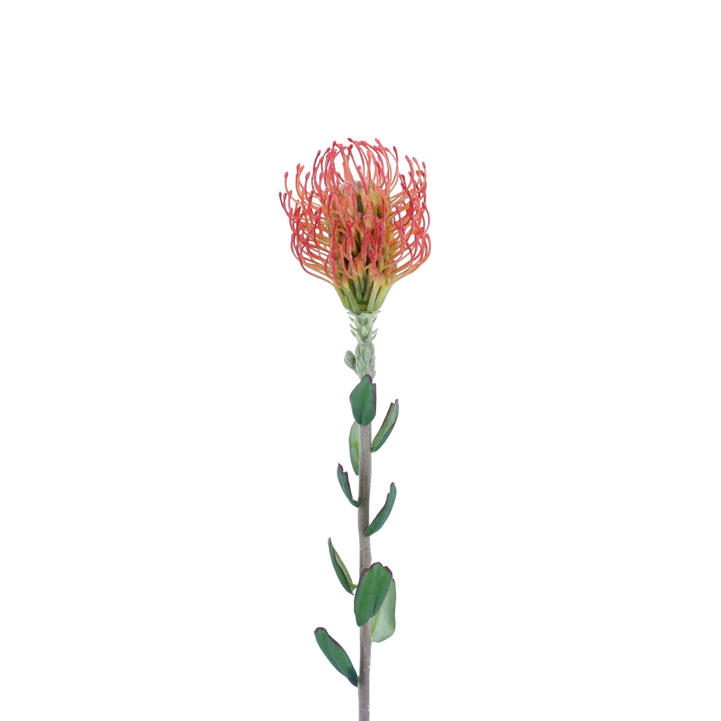 FL11438 PINCUSHION SPRAY,24in-12P/144/6.28'