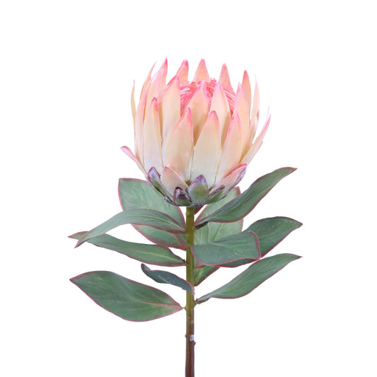 FL11465 PROTEA SPRAY,25in-12P/120/11.3'