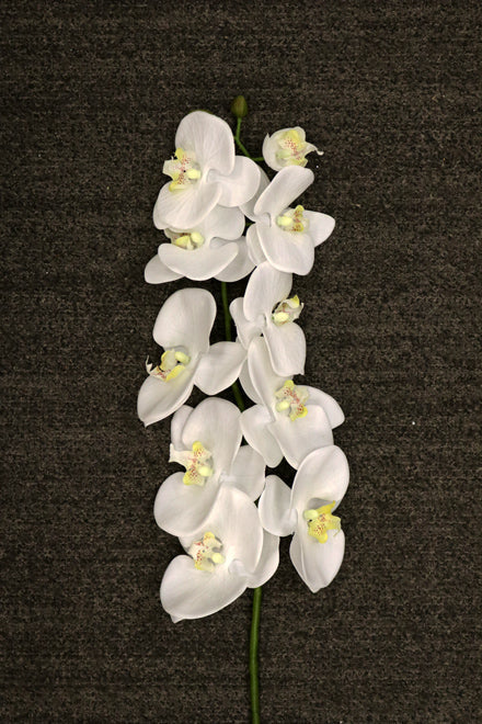 FL11481 PHALAENOPSIS SPRAY,38.5in-6P/72