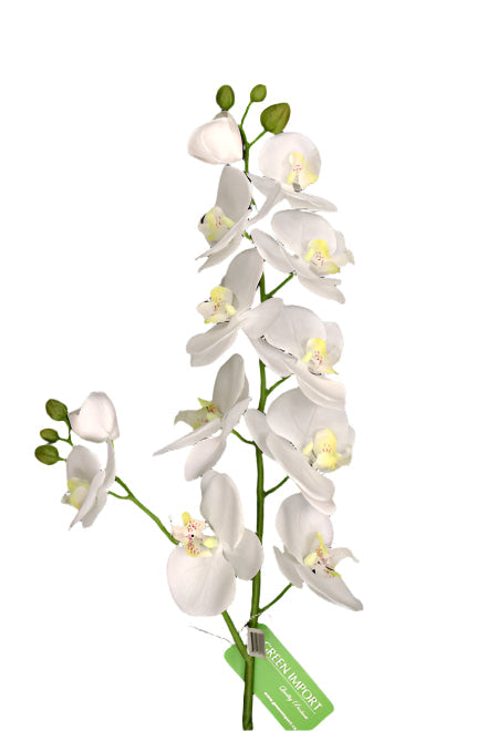 FL11482 PHALAENOPSIS SPRAYx2,34in-6P/72